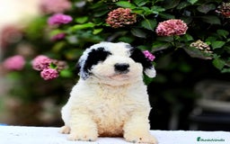 Perro de Agua Español perros en venta: Preciosa camada de perro de agua español - Imagen 16