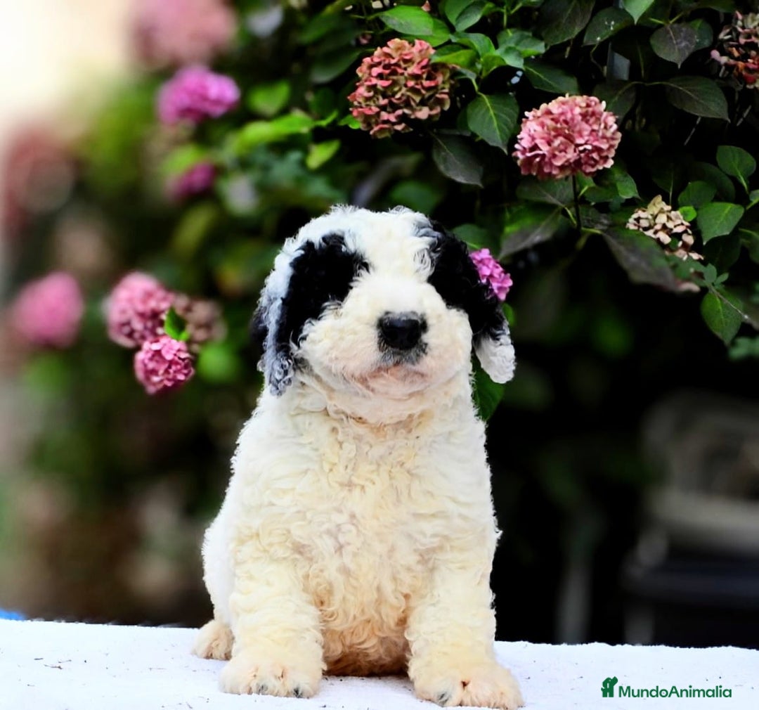 Perro de Agua Español perros en venta: Preciosa camada de perro de agua español - Imagen 16