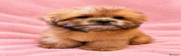 Shihpoo perros en venta: Soy Miranda una ShihPoo Divina!!  - Anuncio 2