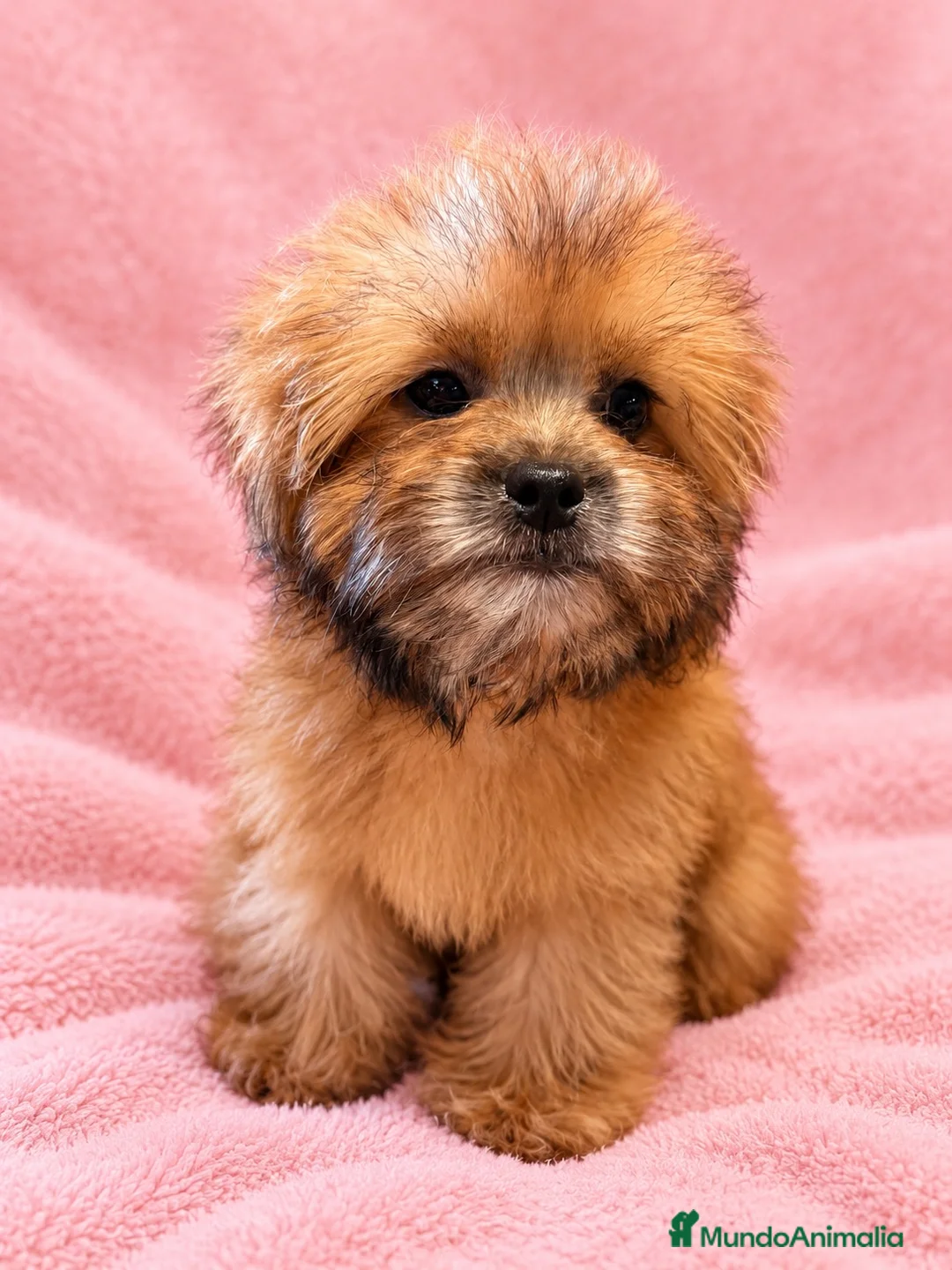 Shihpoo perros en venta: Soy Miranda una ShihPoo Divina!!  - Anuncio 2