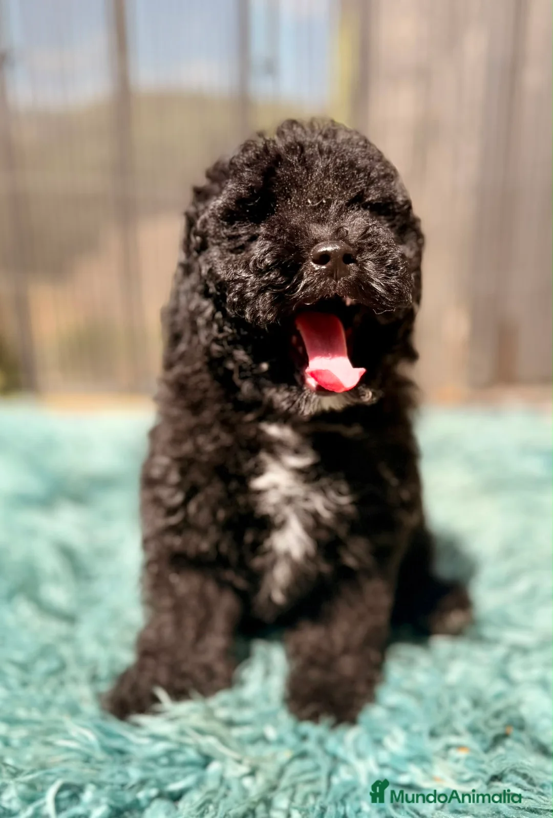 Caniche Toy perros en venta: Caniche Toy garantizado  - Anuncio 2