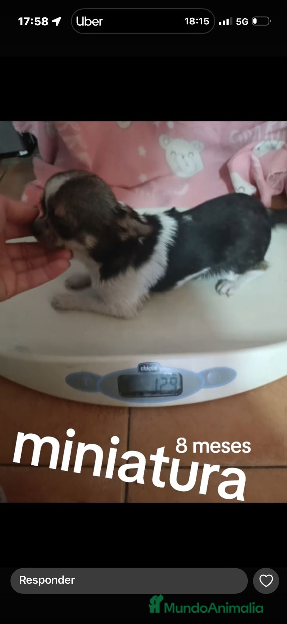 Chihuahua perros Cachorro de 8 meses super toy - Anuncio 1