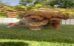 Caniche Toy perros en venta: CANICHE TOY MACHOS - Imagen 9