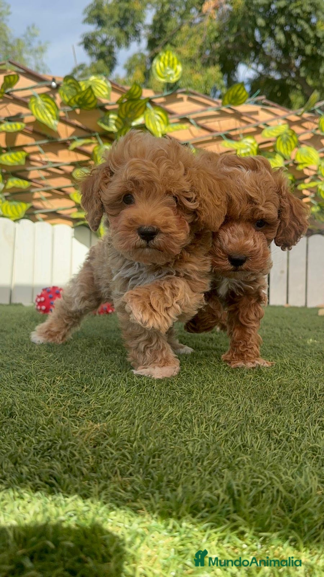Caniche Toy perros en venta: CANICHE TOY MACHOS - Imagen 9