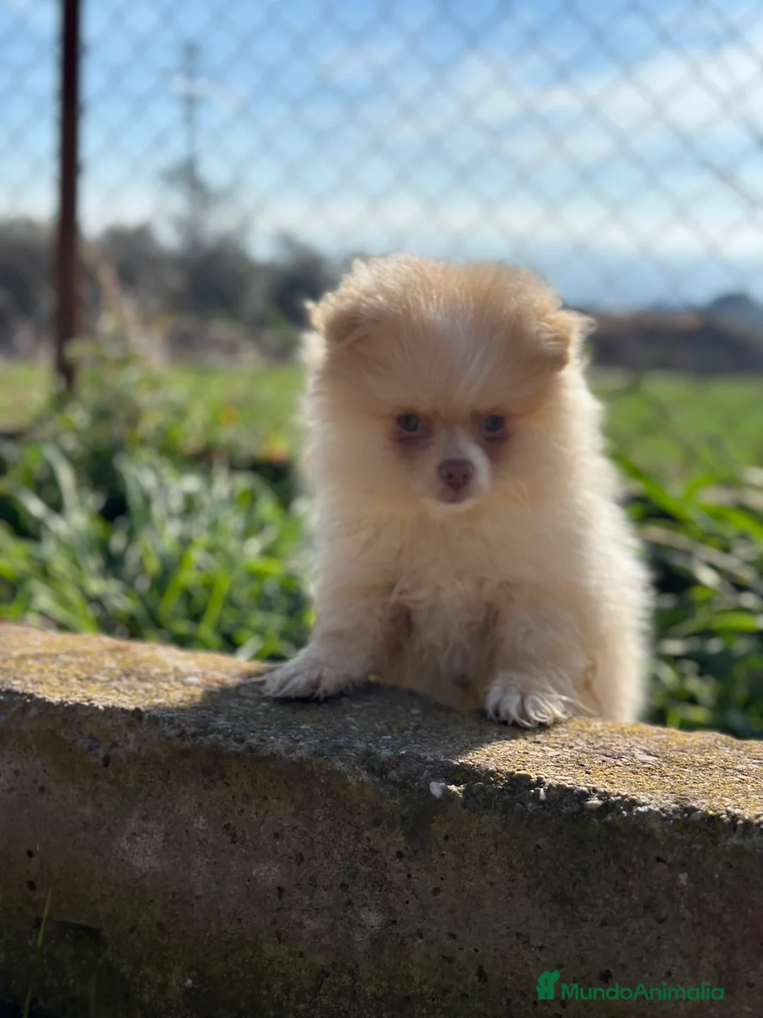 Pomerania perros en venta: POMERANIA HEMBRA CREMA OJOS VERDES en Barcelona - Anuncio 2