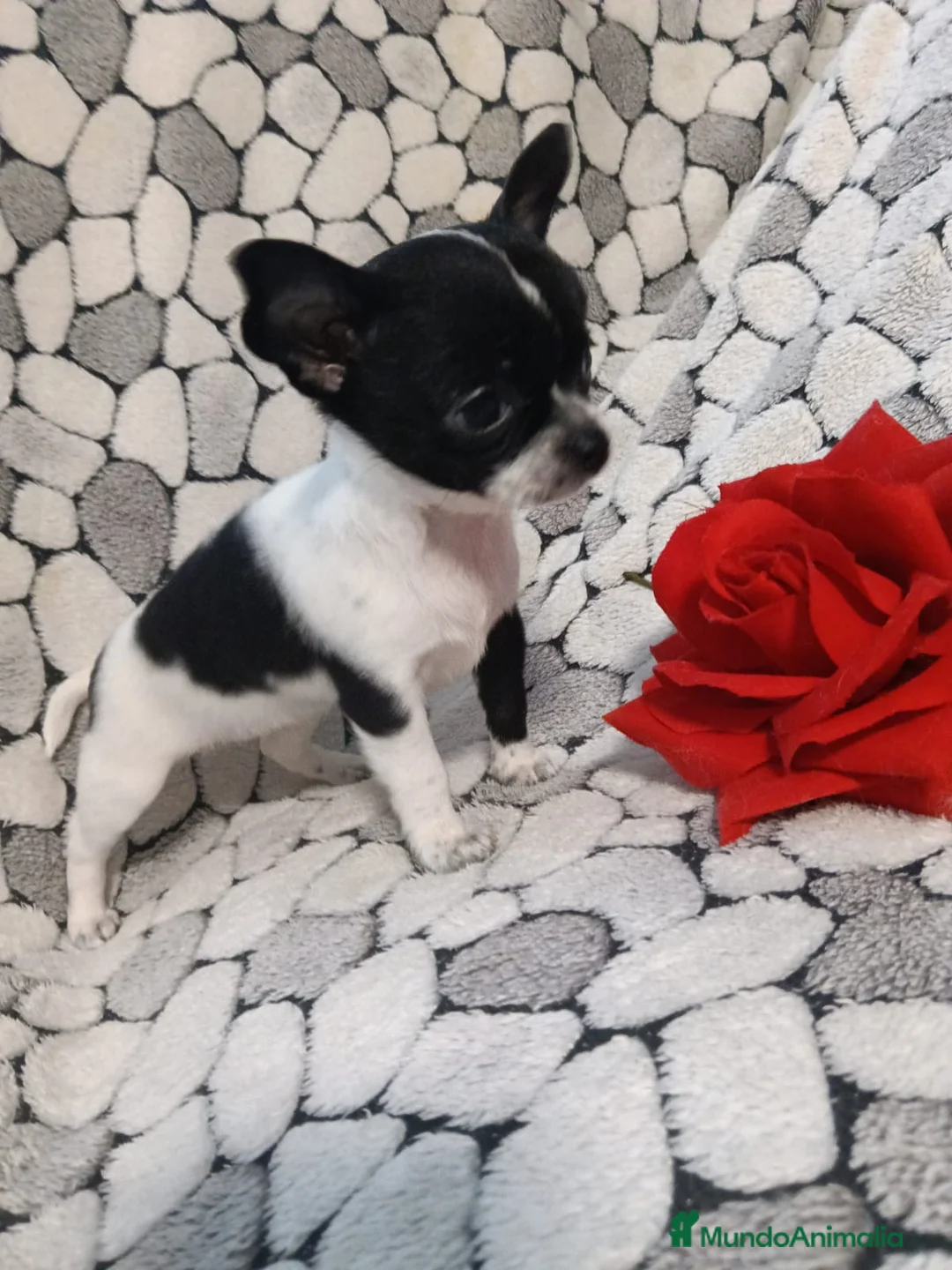 Chihuahua perros en venta: Chihuhuas toy - Anuncio 2