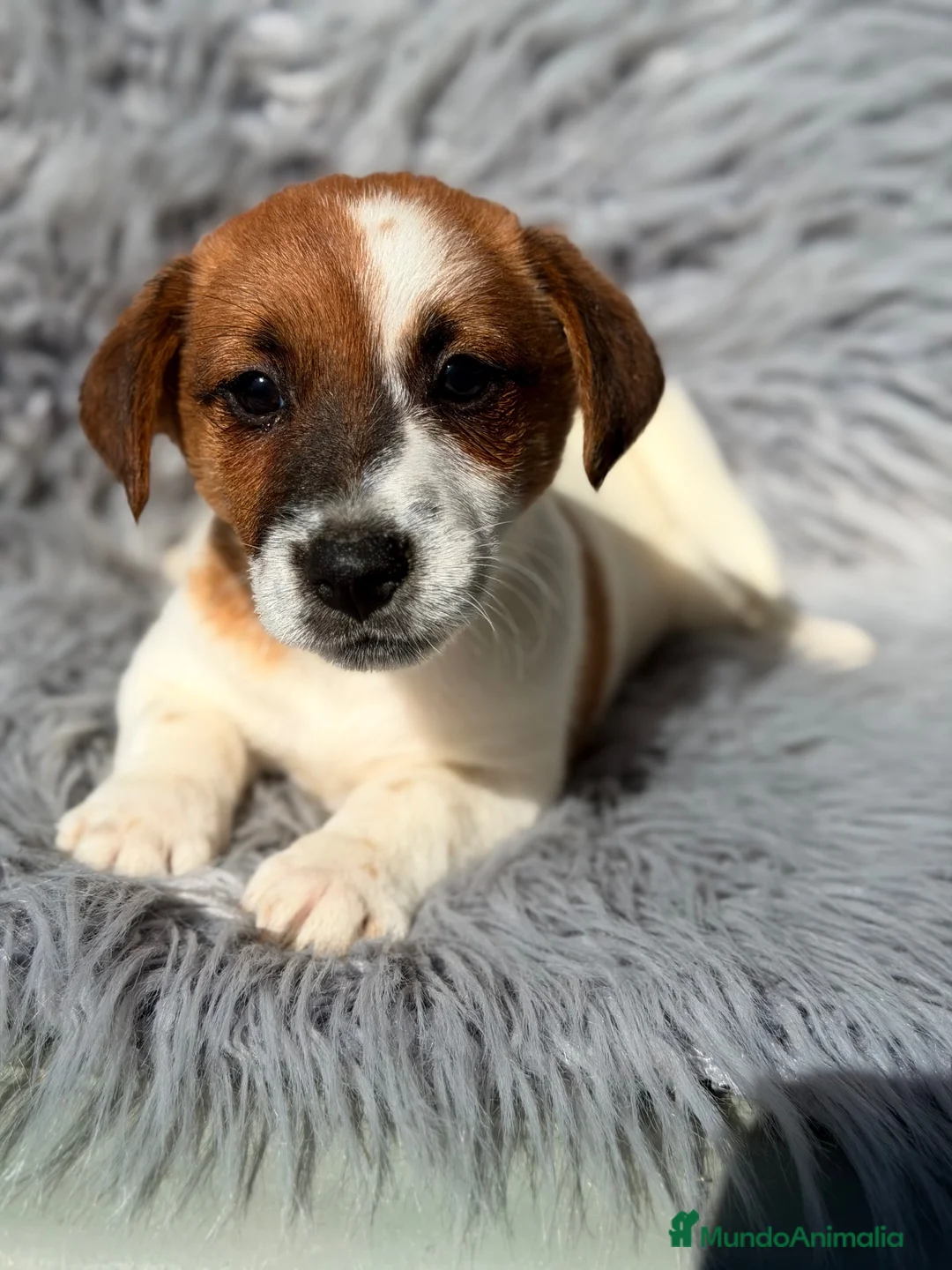 Jack Russell Terrier perros en venta: Jack Russell  - Anuncio 12