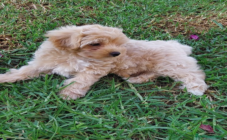 Maltipoo perros - Propaganda 11