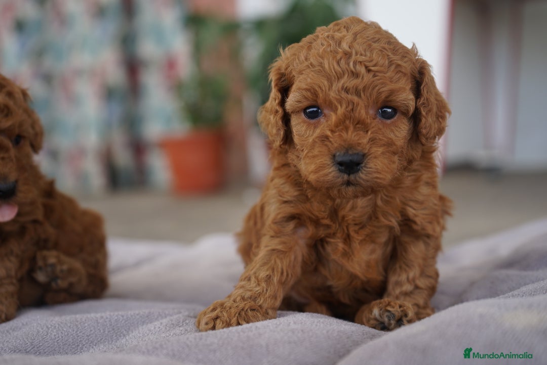 Caniche Toy perros en venta: ❤️ Caniche Toy rojo 🐾 - Imagen 7