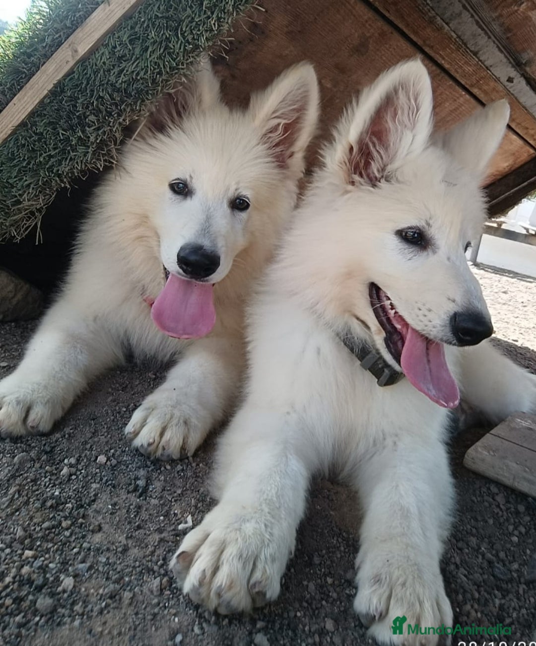 Pastor Blanco Suizo perros en venta: Pastor Blanco Suizo  - Anuncio 1