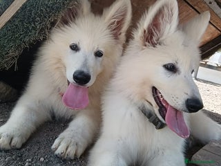 Pastor Blanco Suizo perros - Anuncio 1