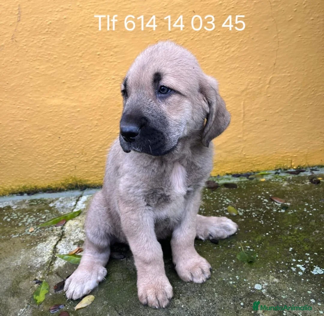 Mastín Español perros en venta: Mastín español - Anuncio 3