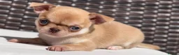 Chihuahua perros en venta: PRECIOSO CHIHUAHUA LÍNEA RUSA CABEZA DE MANZANA - Anuncio 1