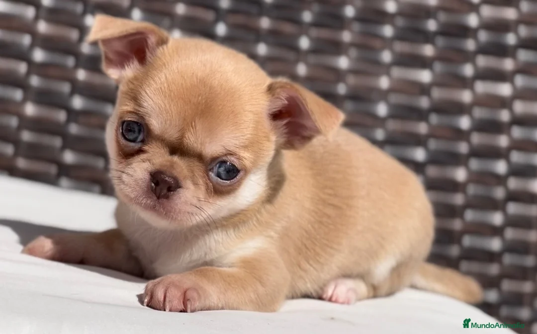 Chihuahua perros en venta: PRECIOSO CHIHUAHUA LÍNEA RUSA CABEZA DE MANZANA - Anuncio 1