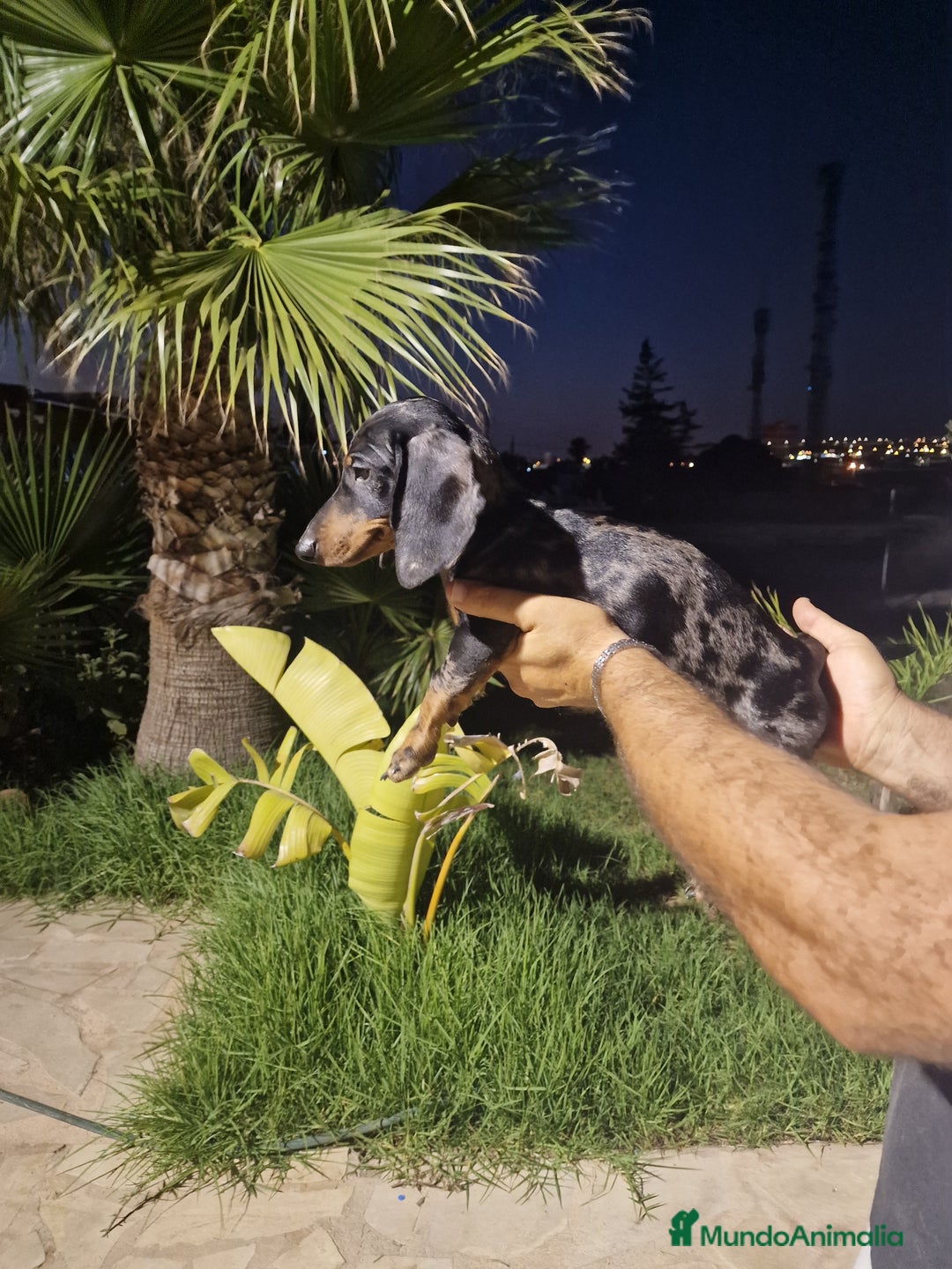 Teckel Miniatura perros en venta: Teckel miniatura precio real  - Imagen 3