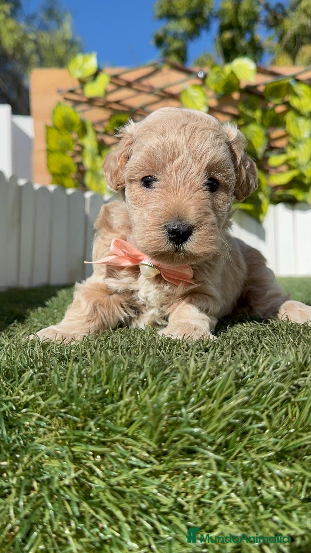 Maltipoo perros en venta: MALTIPOO HEMBRA - Imagen 5