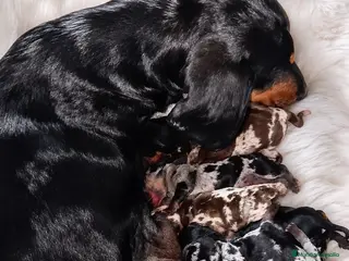 Teckel Miniatura perros Cachorro Teckel miniatura arlequín - Anuncio 1