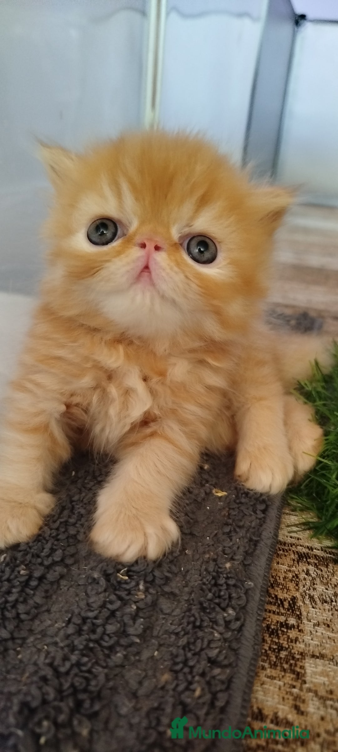Persa gatos en venta: Gatito Persa Exotico Pura Raza - Imagen 6
