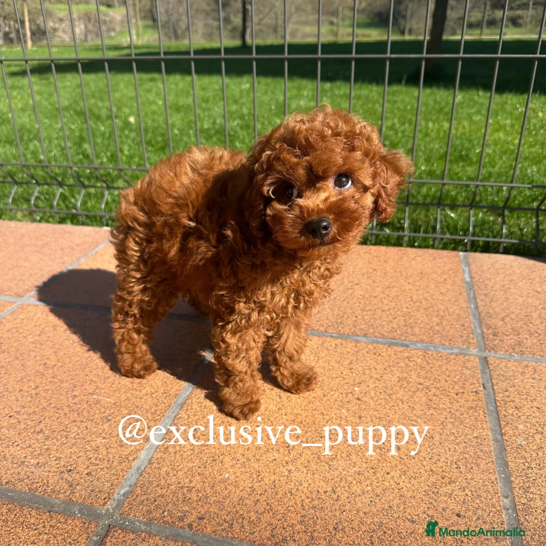 Caniche Toy perros en venta: ESPECTACULAR❣️ CANICHE TOY 🏆 Alta Calidad.  - Anuncio 2