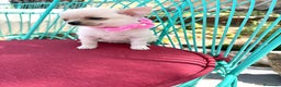 Chihuahua perros en venta: Chihuahua hembra blanca !!! - Anuncio 2