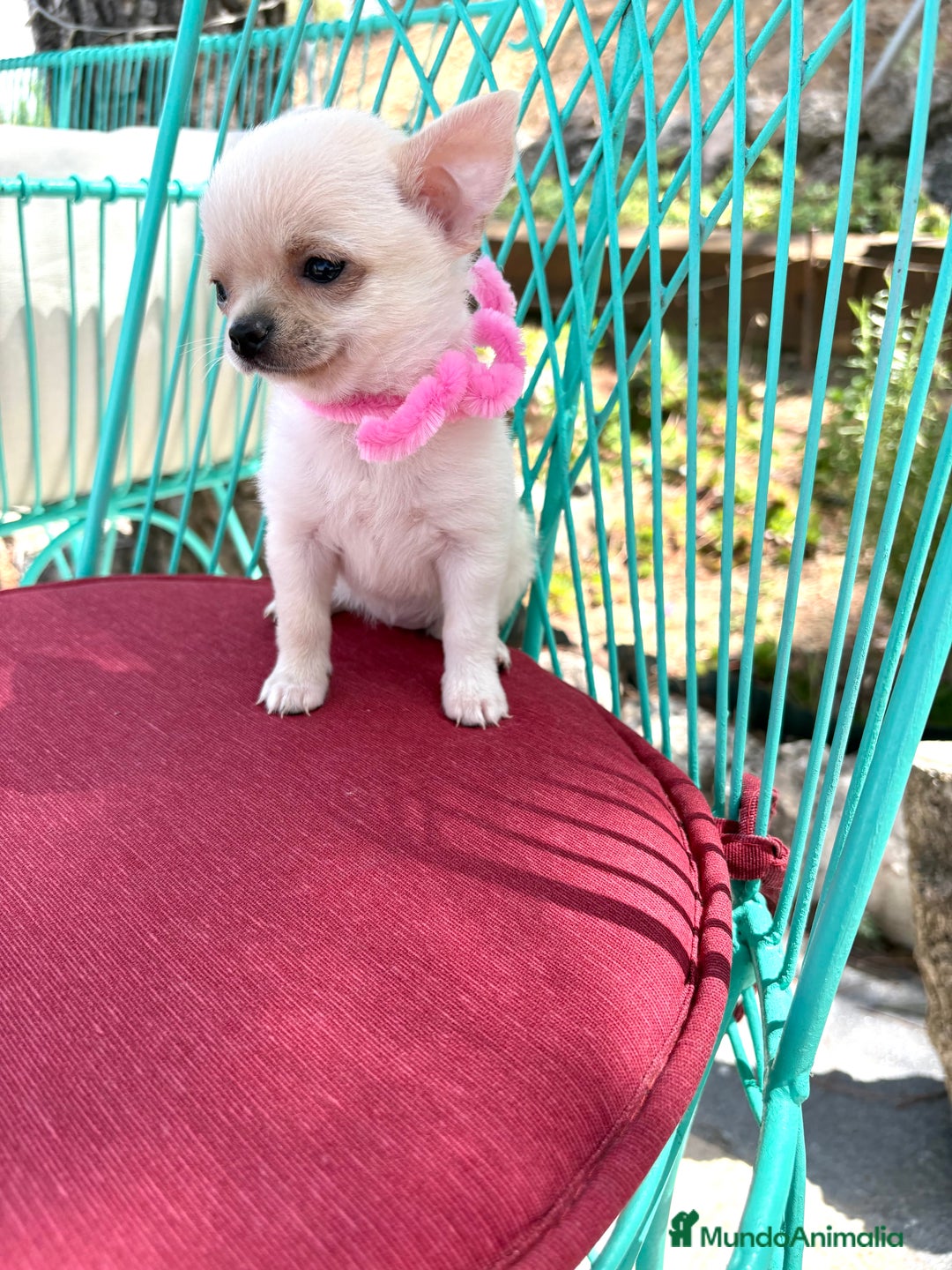 Chihuahua perros en venta: Chihuahua hembra blanca !!! - Anuncio 2