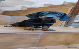 Teckel perros en venta: Machito teckel miniatura N.F - Imagen 5