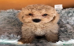Caniche Toy perros en venta: Caniches toy y enanos  - Imagen 3