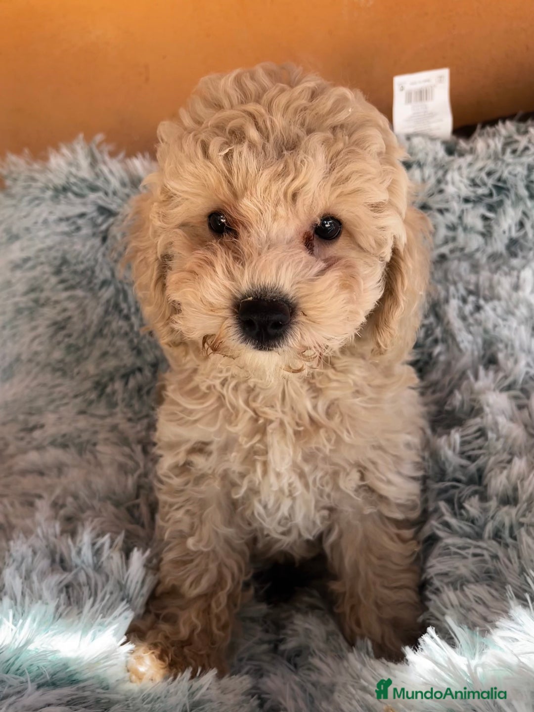 Caniche Toy perros en venta: Caniches toy y enanos  - Imagen 3