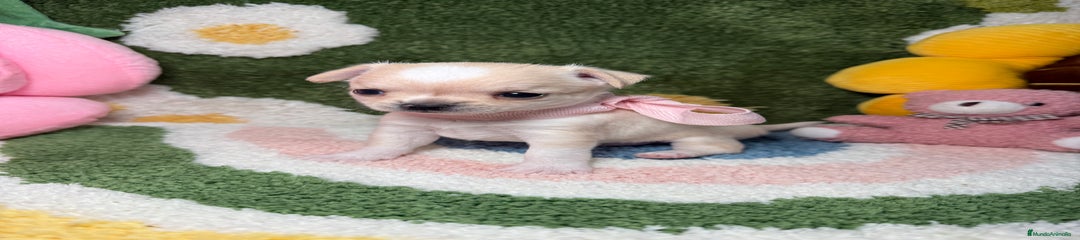 Chihuahua Cachorro 3