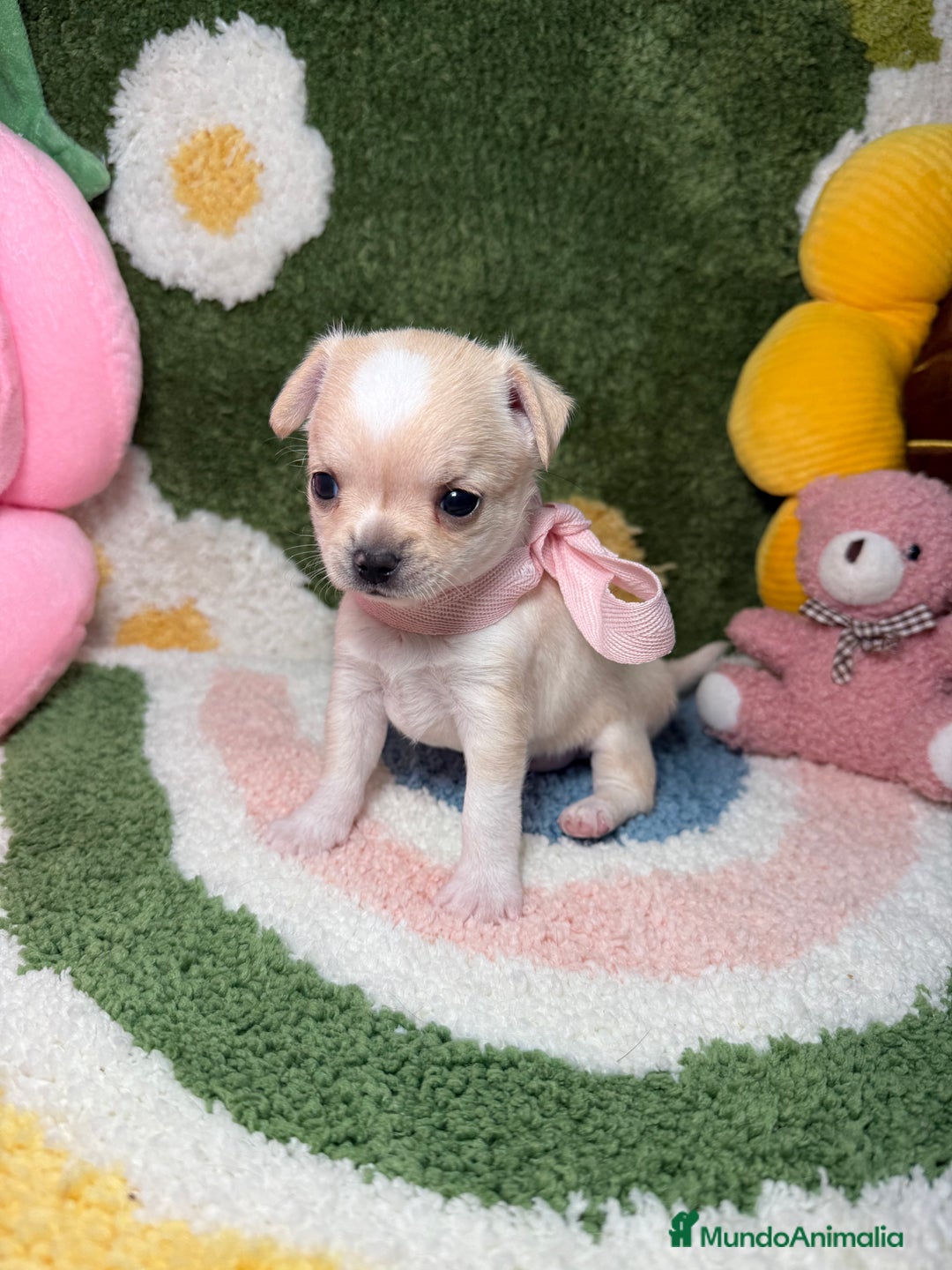 Chihuahua perros en venta: Camada de Chihuahua  - Imagen 10
