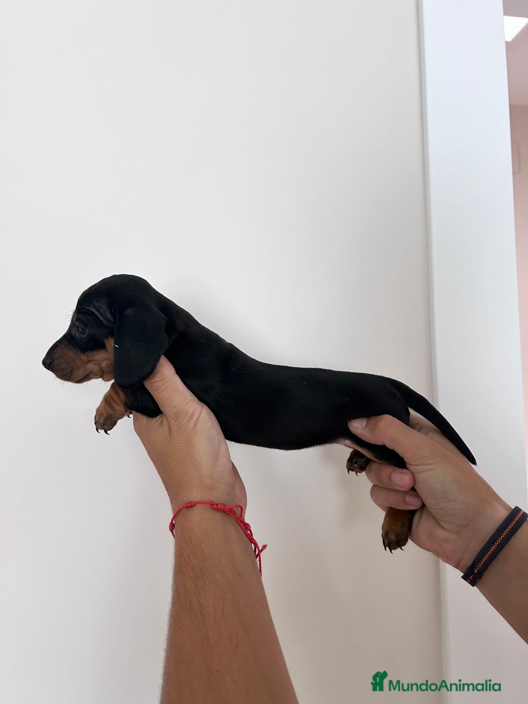 Teckel Miniatura perros en venta: teckel mini  - Imagen 3