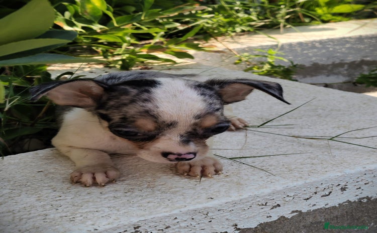Chihuahua perros - Anuncio 2