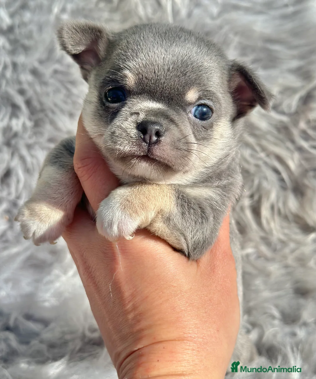 Chihuahua perros en venta: CHIHUAHUA TOY EXÓTICOS  - Anuncio 9