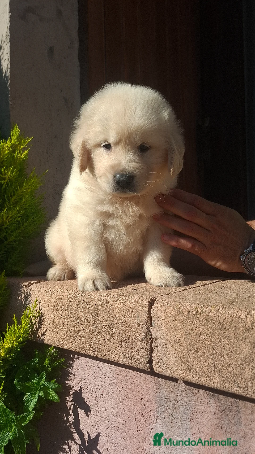 Golden Retriever perros en venta: GOLDEN RETRIEVER - Anuncio 1