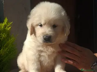 Golden Retriever perros GOLDEN RETRIEVER - Anuncio 1