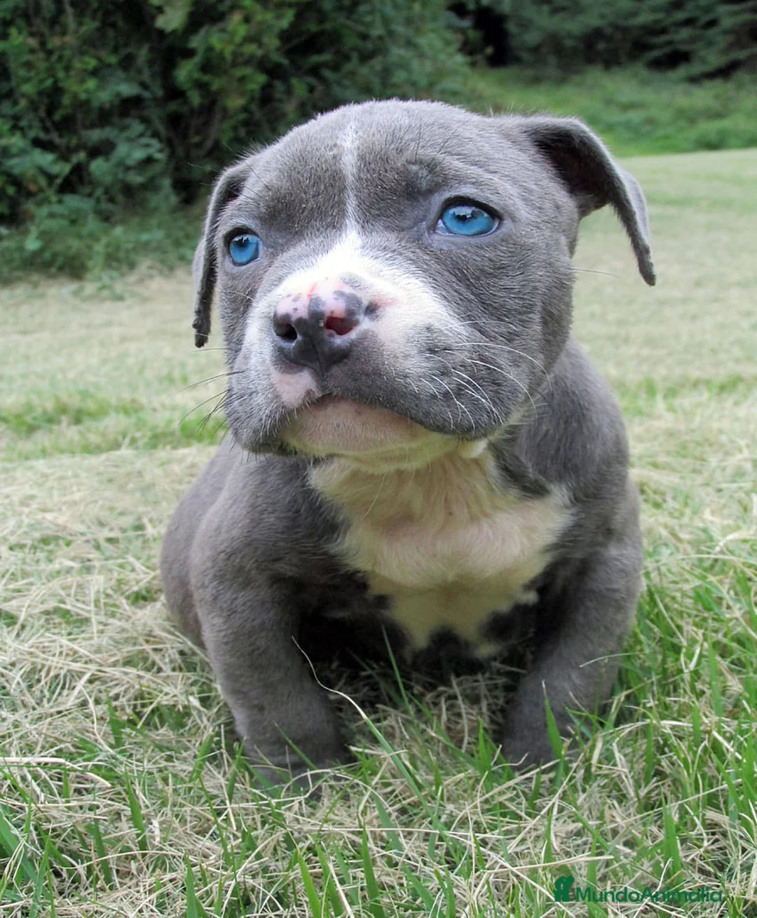 American Staffordshire-Terrier perros en venta: AMERICAN STAFFORD BLUE OJOS AZULES DE GRAN CALIDAD en Sevilla - Anuncio 3