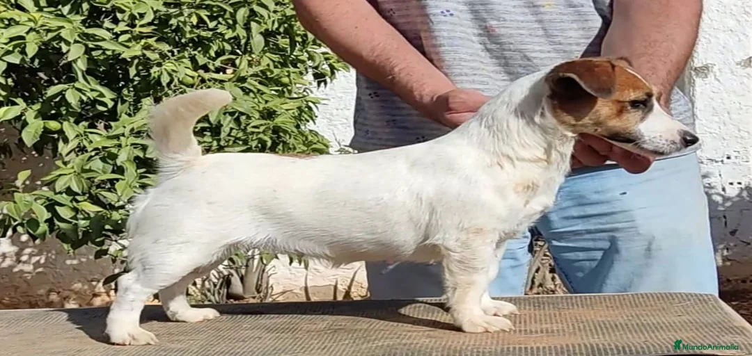 Imagen de galería {{count}}