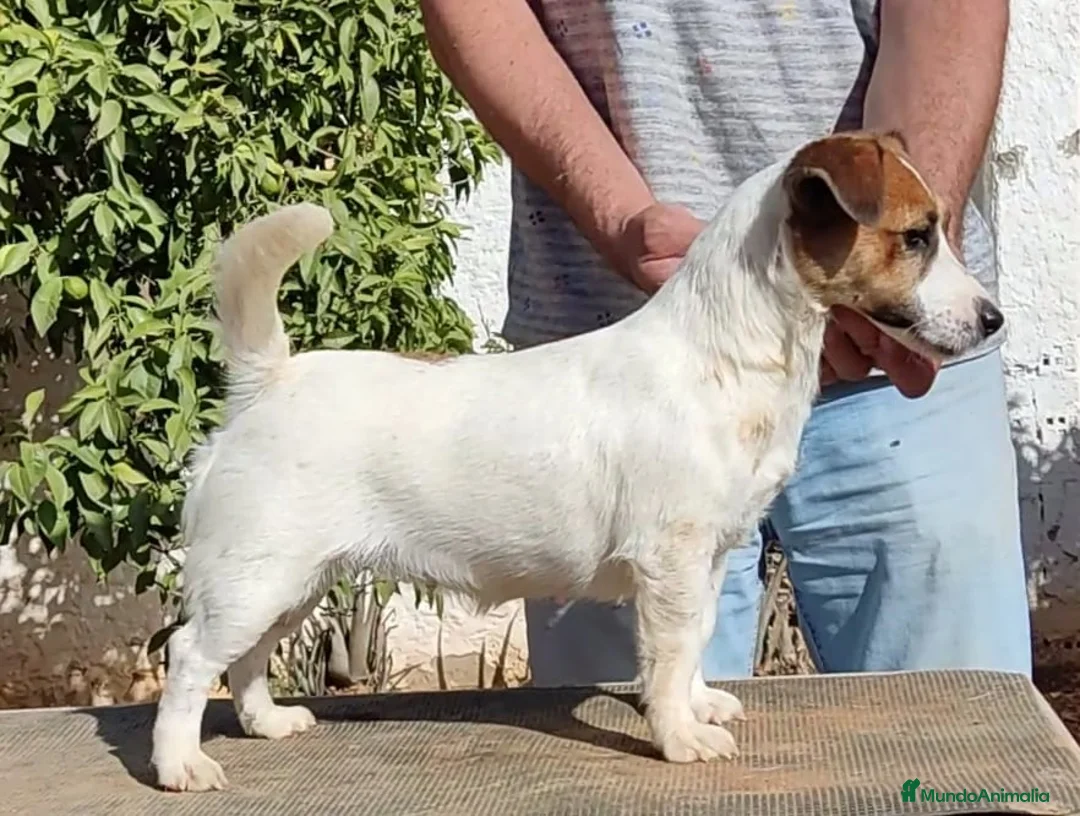 Imagen de galería {{count}}