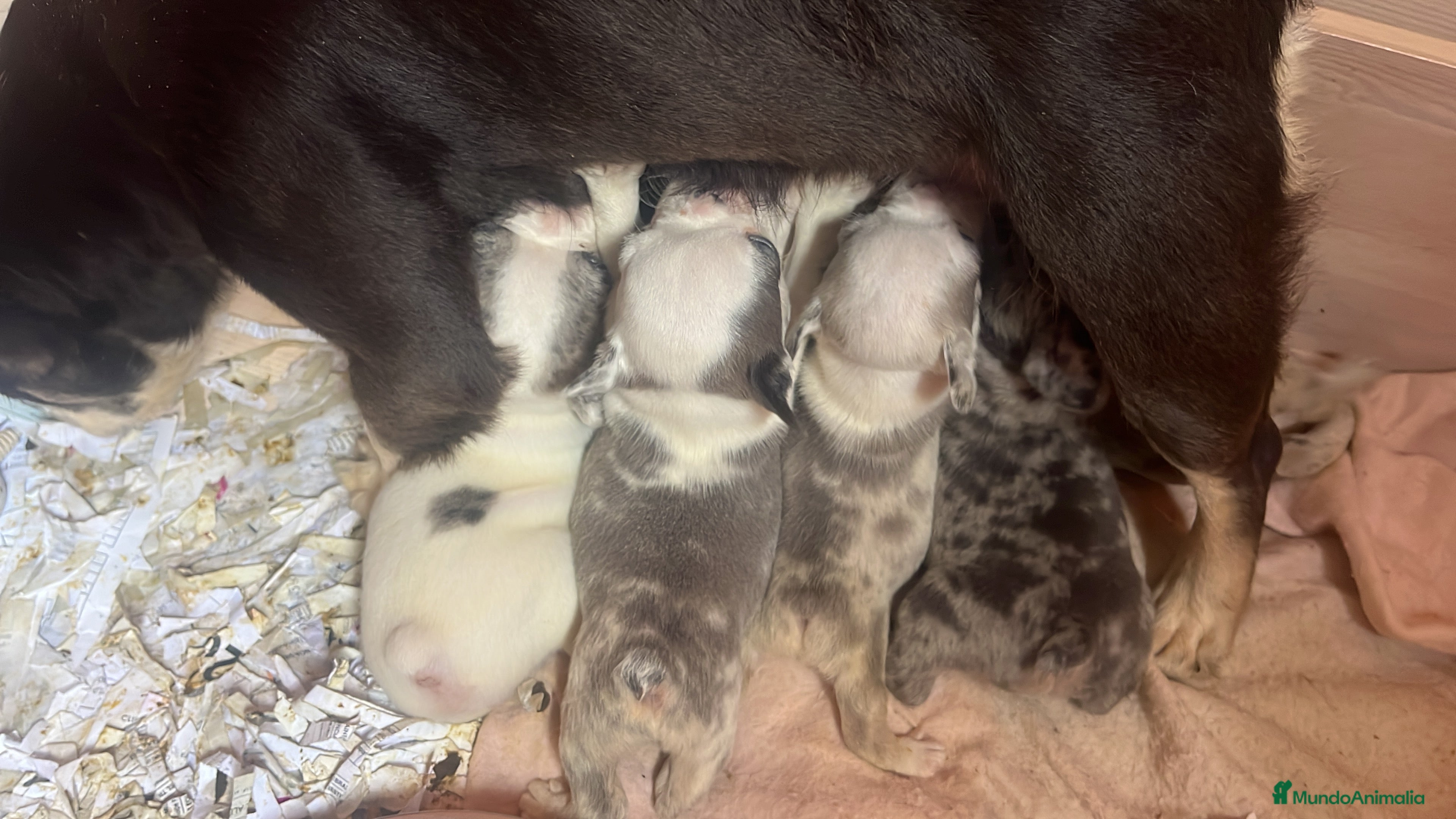 Bulldog Francés perros “No todos los bulldog francés MERLE son iguales - Anuncio 2