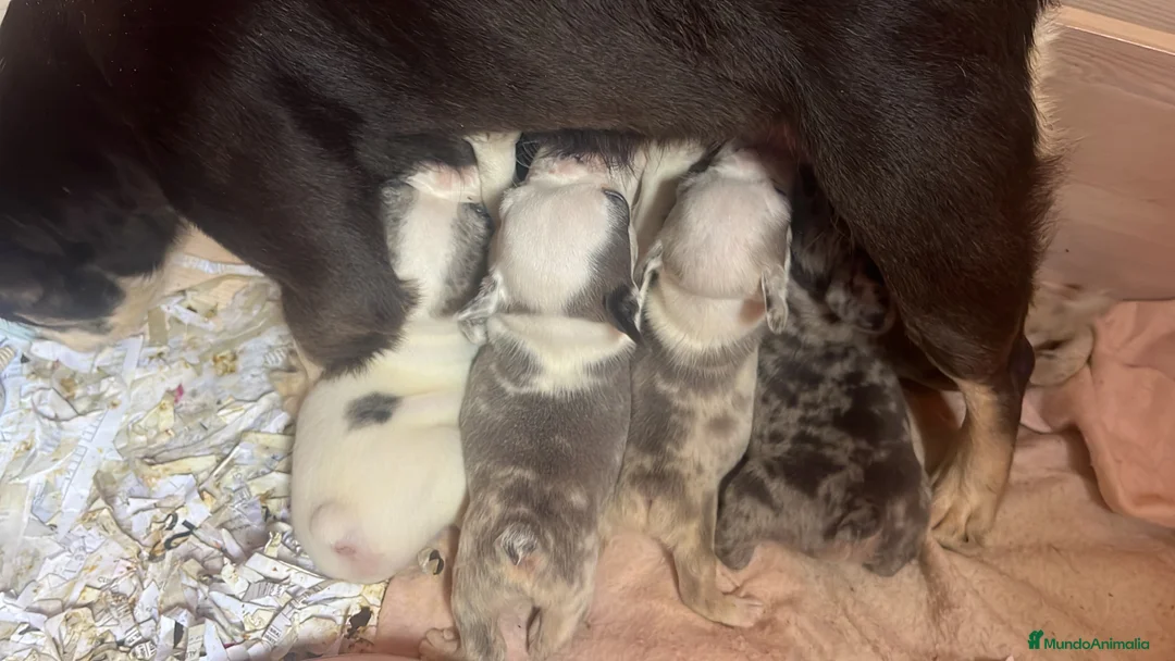 Bulldog Francés perros en venta: “No todos los bulldog francés MERLE son iguales - Anuncio 2