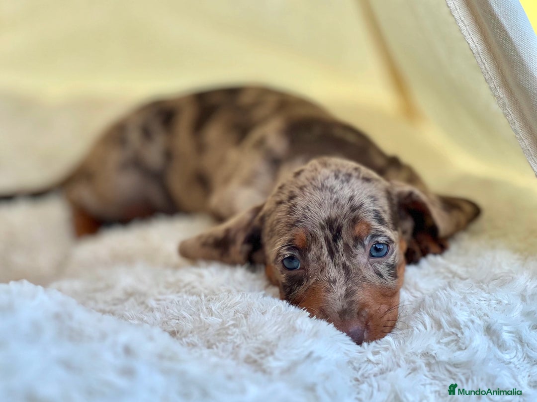 Teckel perros en venta: ESPECTACULAR CACHORROS TECKEL ARLEQUÍN Y CHOCOLATE - Imagen 4