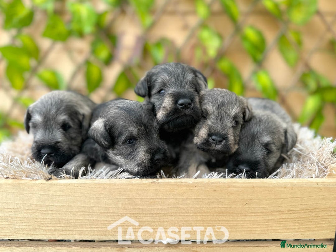 Schnauzer Miniatura perros en venta: Camada de Mila - Imagen 6