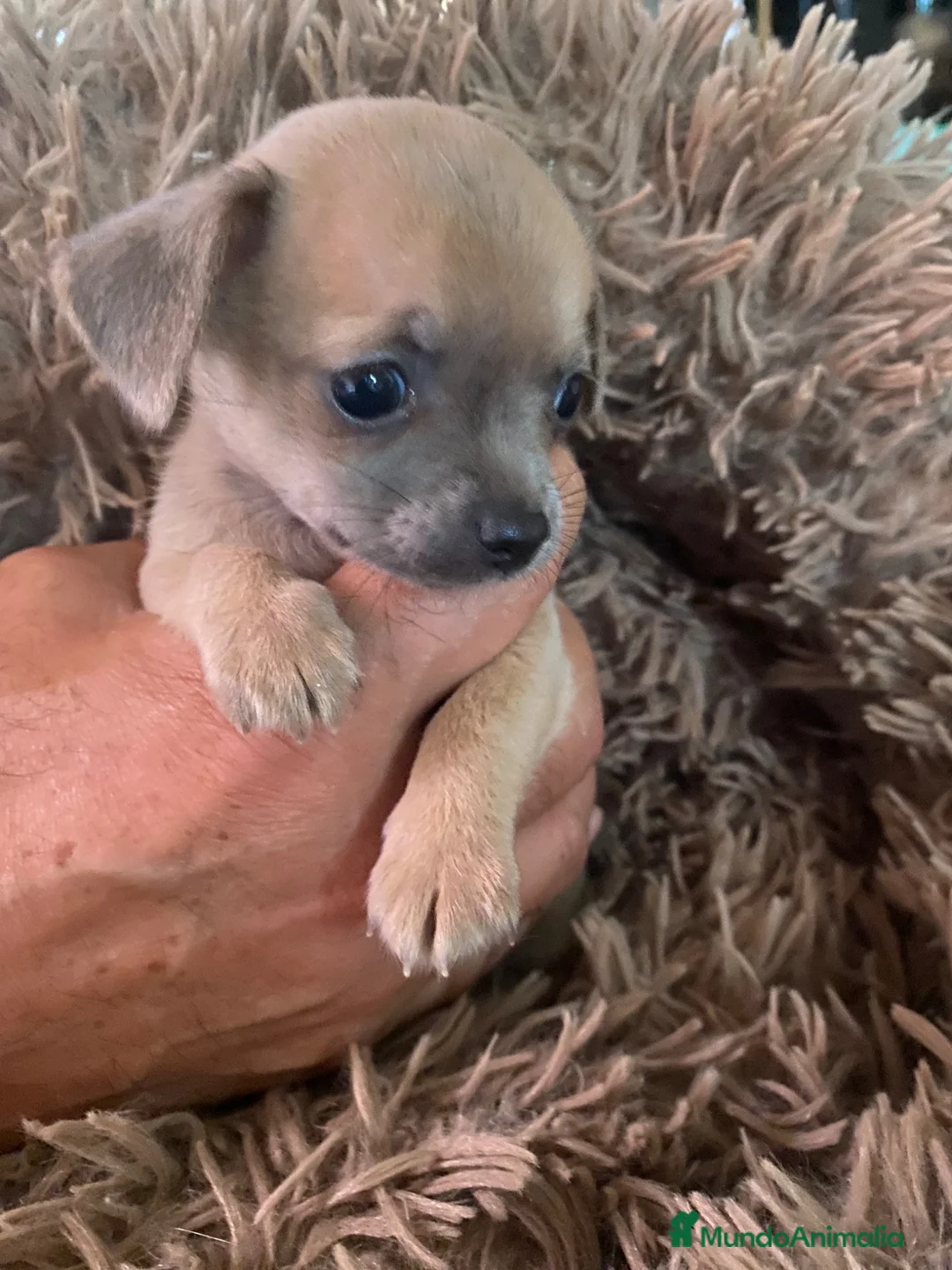 Chihuahua perros en venta: Chihuahua hembrita sable - Anuncio 2
