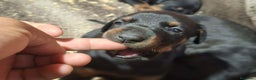 Dobermann perros en venta: Última hembra de Doberman negro / fuego!! - Anuncio 2
