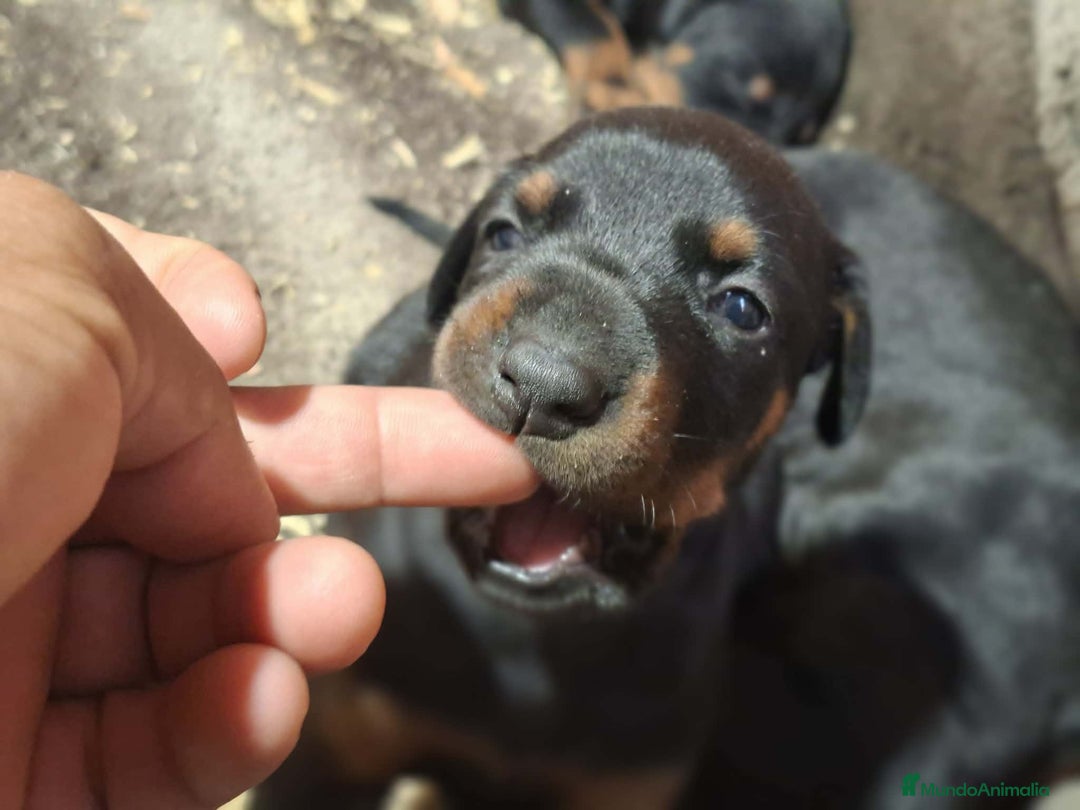 Dobermann perros en venta: Última hembra de Doberman negro / fuego!! - Anuncio 2