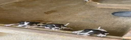 Pointer perros en venta: Excelentes cachorros pointer  - Anuncio 2
