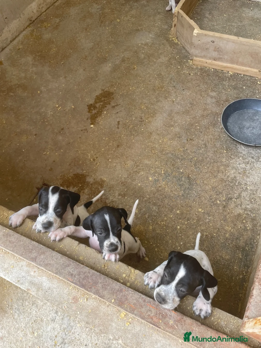 Pointer perros en venta: Excelentes cachorros pointer  - Anuncio 2