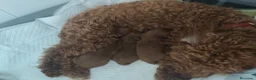 Caniche Toy perros en venta: Cachorros de caniche Toy rojos en Zaragoza - Anuncio 12