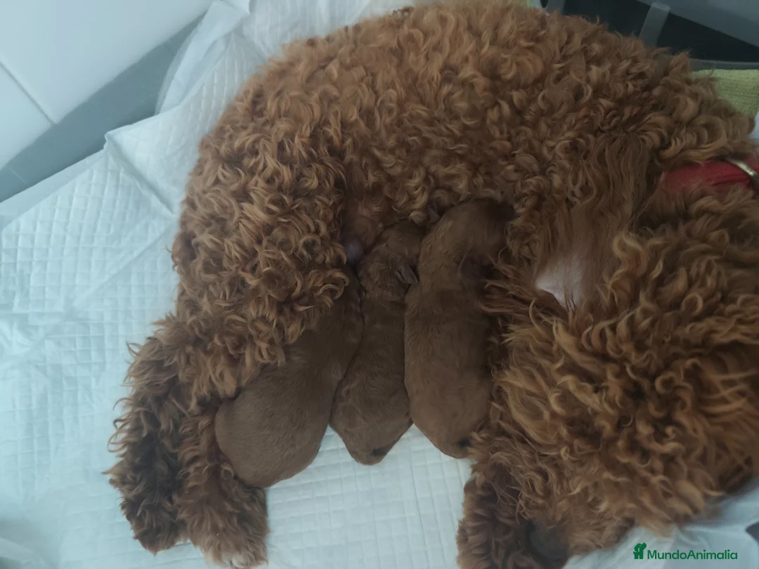 Caniche Toy perros en venta: Cachorros de caniche Toy rojos en Zaragoza - Anuncio 12