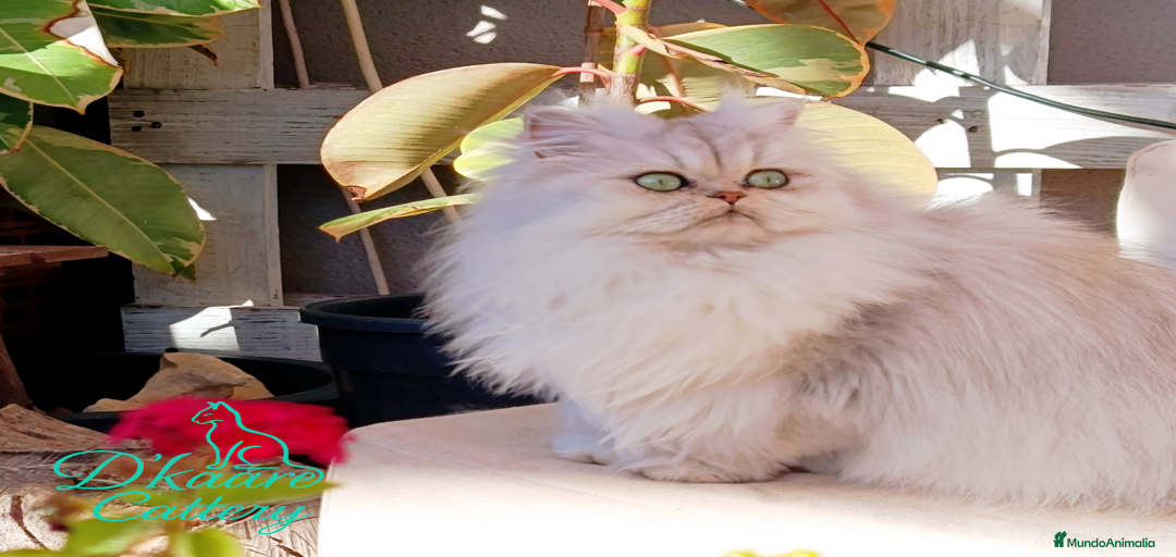 Imagen de galería {{count}}